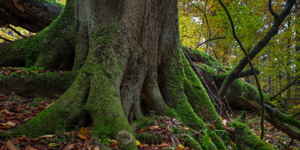 The forest in Wolf Mountains, Slovakia. © Adam Lawnik